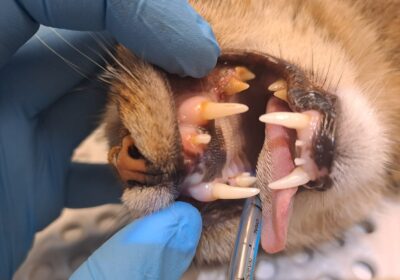 Rudika – aktualizacja