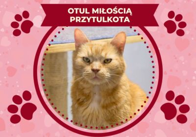 Skarbonka „Otul koty miłością”