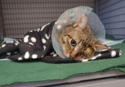 Smerek – aktualizacja