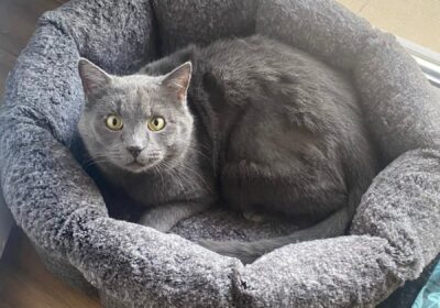 Wieści z domków – Magnum