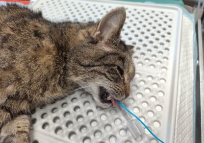 Flexi – aktualizacja