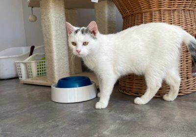 Janek – aktualizacja