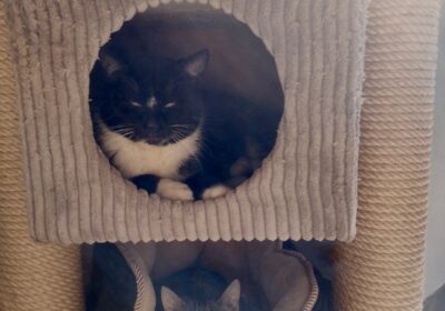 Kociaki z Jeziorska zakończyły kwarantannę