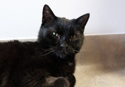 Misior – aktualizacja