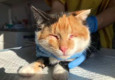 Zehra i Leyla – aktualizacja