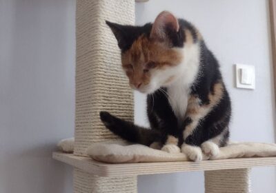 Zehra i Leyla zakończyły kwarantannę