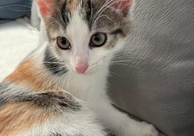 Idun potrzebuje domku!