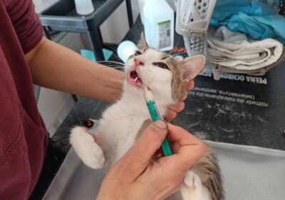 Bonifacy i Karolcia – akutalizacja