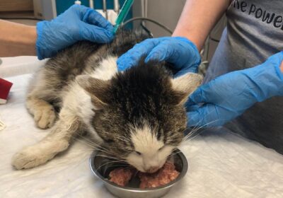 Berek – aktualizacja