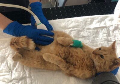 Cherry walczy o życie