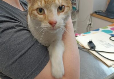 Cynamon – aktualizacja