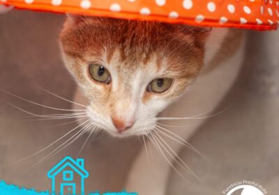 Cynamon znalazł domek!