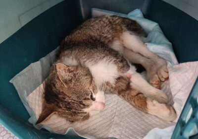 Kastracje kotów wolnożyjących – ratują życie!