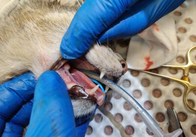 Kler – aktualizacja