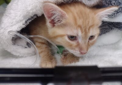 Kocięta Frig chorują!