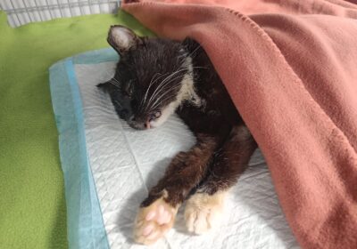 Krawat – aktualizacja