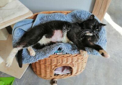 Krawat – aktualizacja