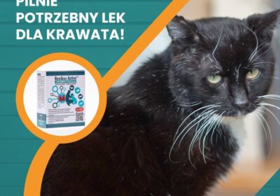 PILNIE potrzebny lek dla Krawata!