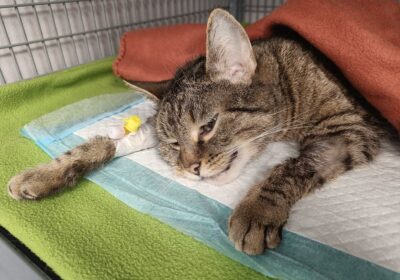 Maciuś przeszedł sanację