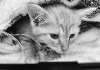 Nanna odeszła za TM