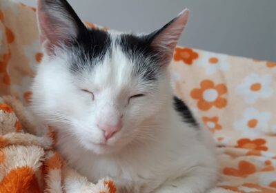 Wyniki testu PCR Reevy