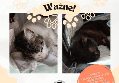 Kastracje – ważne informacje