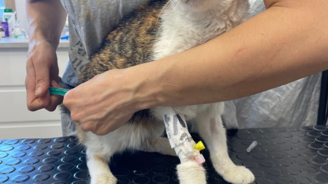 Aleksandra – aktualizacja