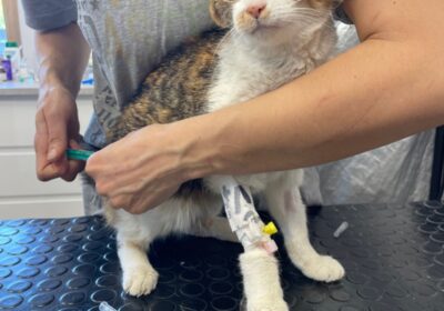 Aleksandra – aktualizacja