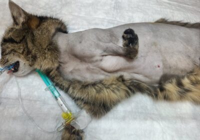 Amputacja łapki Chii