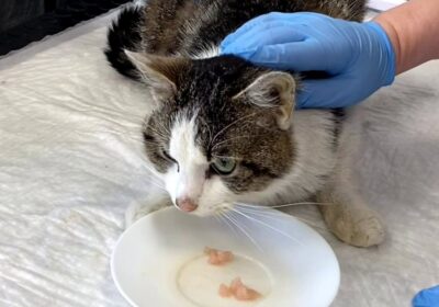 Berek – aktualizacja