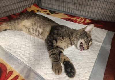 Bonifacy – aktualizacja