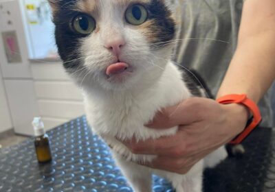 Calico – aktualizacja