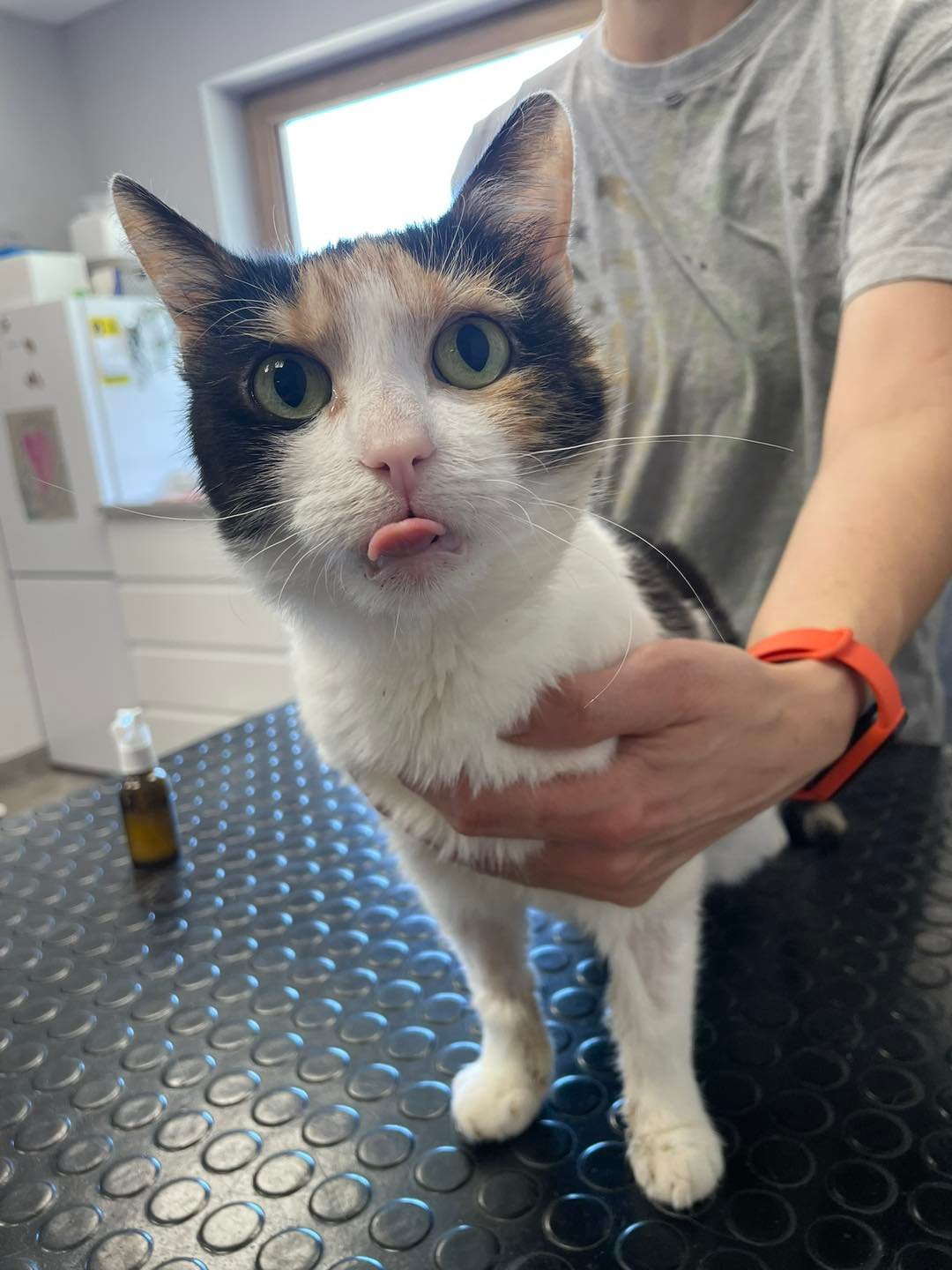 Calico – aktualizacja