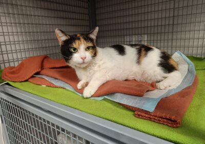 Calico potrzebuje operacji