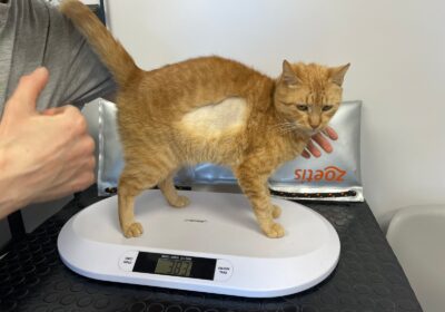 Cherry – aktualizacja