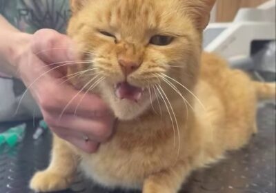 Cherry – aktualizacja