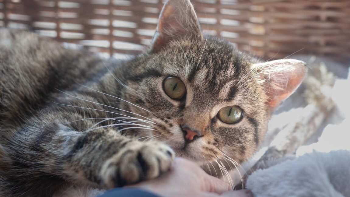 Chia – aktualizacja