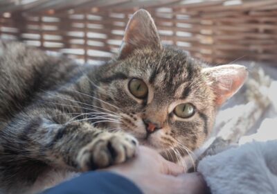 Chia – aktualizacja