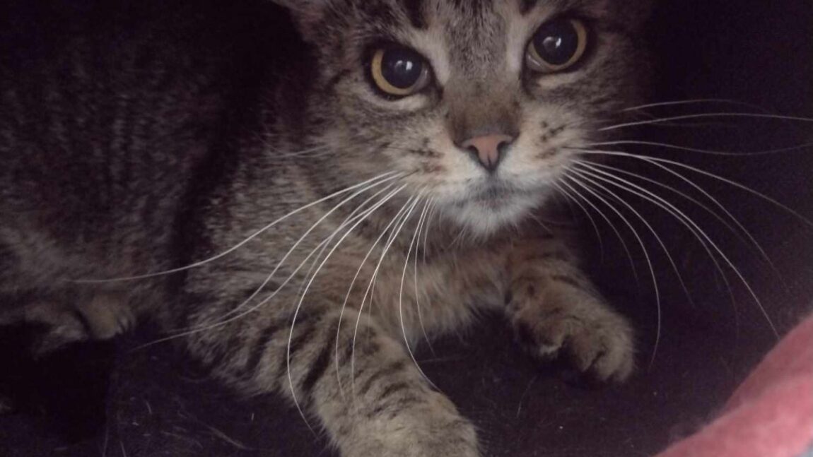 Hera – aktualizacja