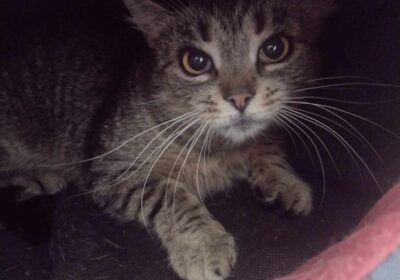 Hera – aktualizacja