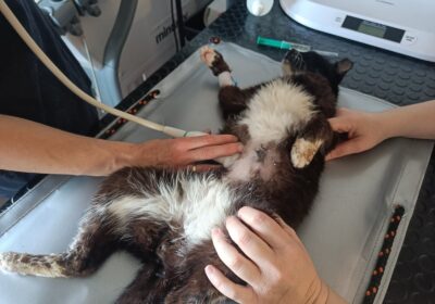 Krawat – aktualizacja