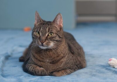 Lola – aktualizacja