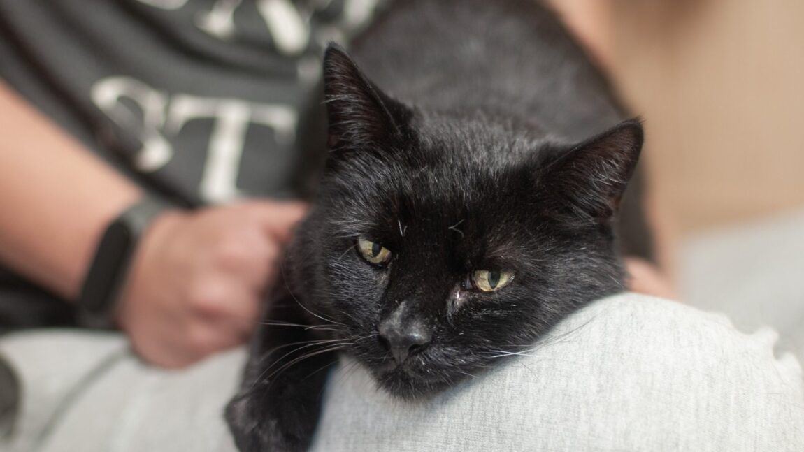 Misior potrzebuje domu tymczasowego