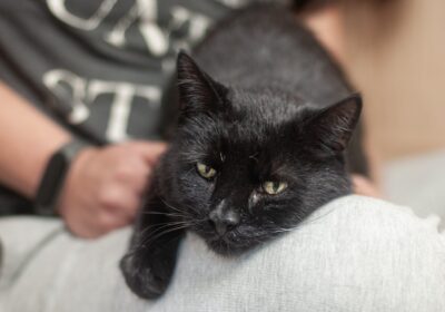 Misior potrzebuje domu tymczasowego