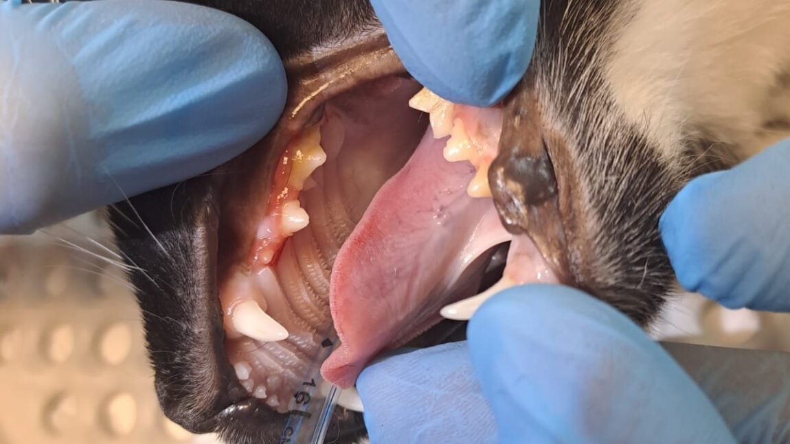 Młodzież po przeglądzie stomatologicznym!