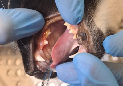 Młodzież po przeglądzie stomatologicznym!