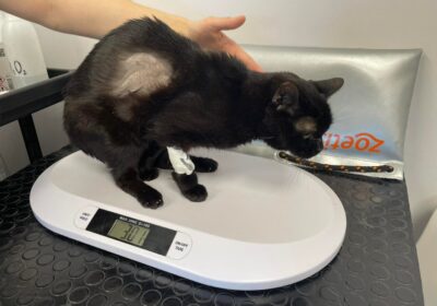 Radek – aktualizacja