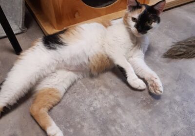 Raja – aktualizacja