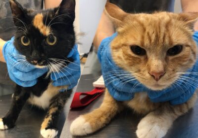 Szyszka i Szymon – kociaki spod marketu