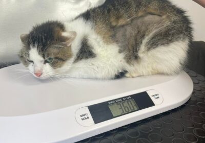 Berek – aktualizacja